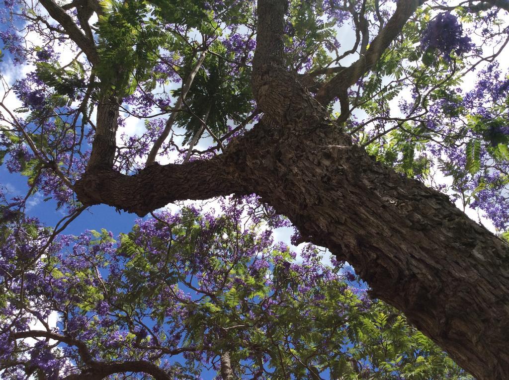 Jacaranda Place Motor Inn Toowoomba Esterno foto